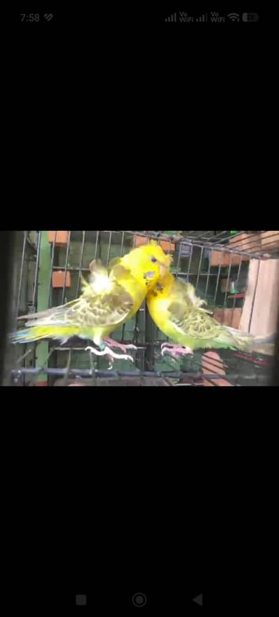 Resseive Pied Hogo Double flower pair
