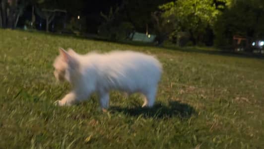 White persian Cat Male baby one and half month old