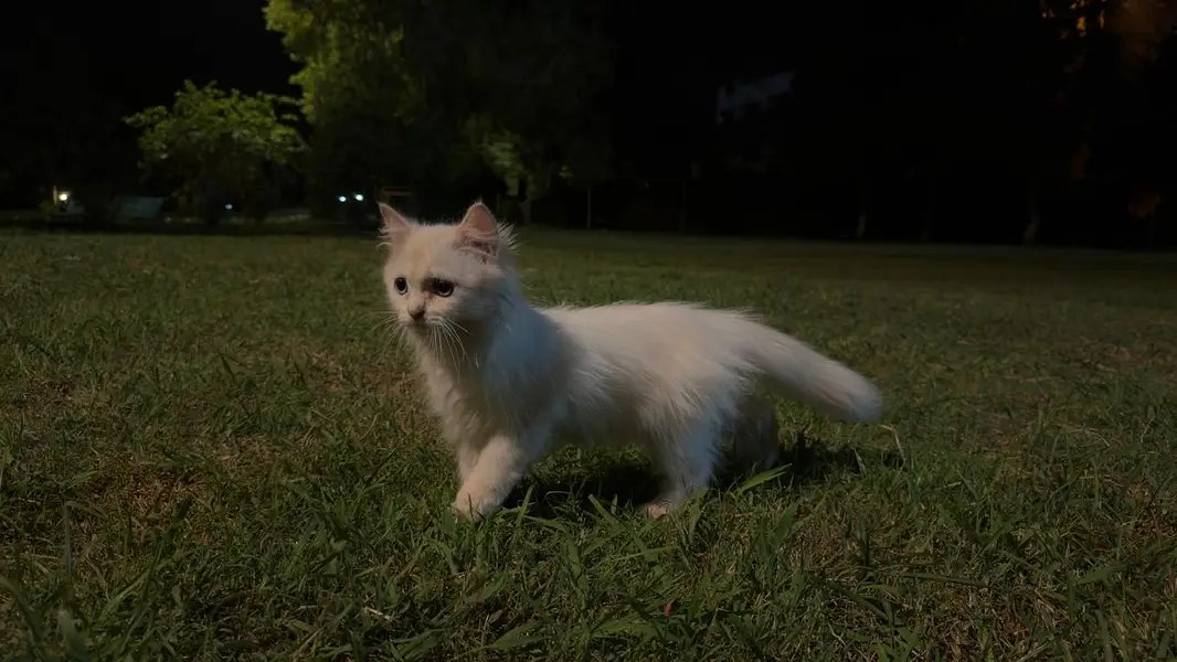 White persian Cat Male baby one and half month old — photo 2