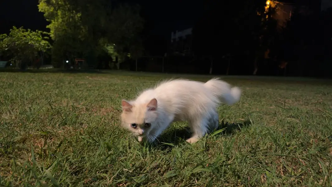 White persian Cat Male baby one and half month old — photo 3