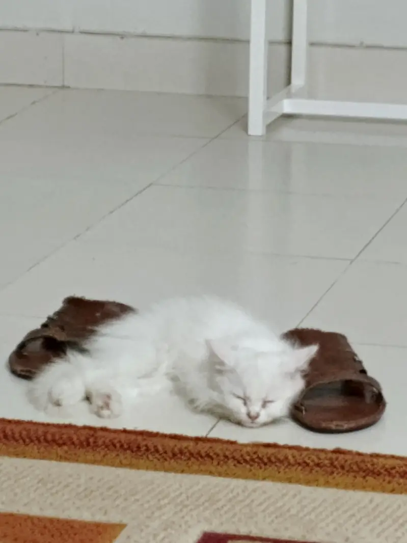 White persian Cat Male baby one and half month old — photo 4