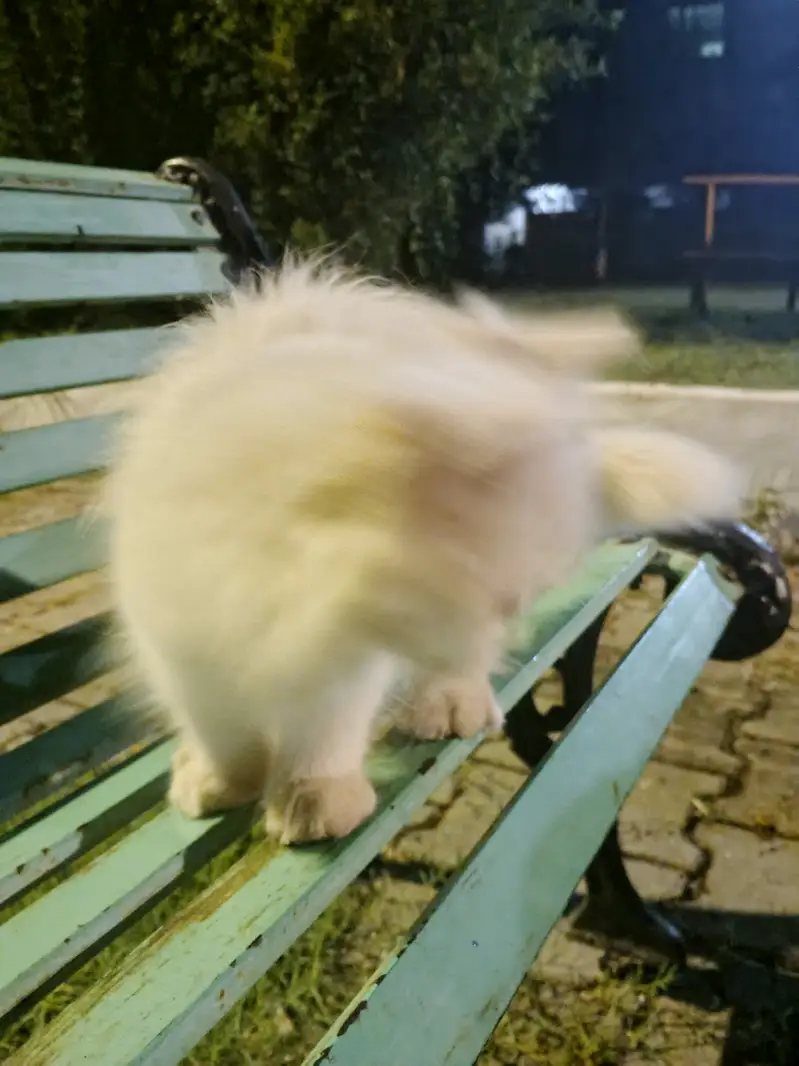 White persian Cat Male baby one and half month old — photo 5