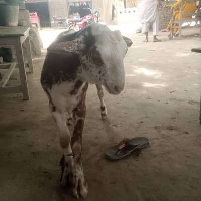 Raheelali
