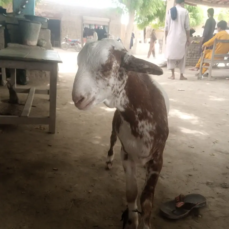 Raheelali — photo 2