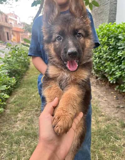 German Shepherd Puppy Long Coat