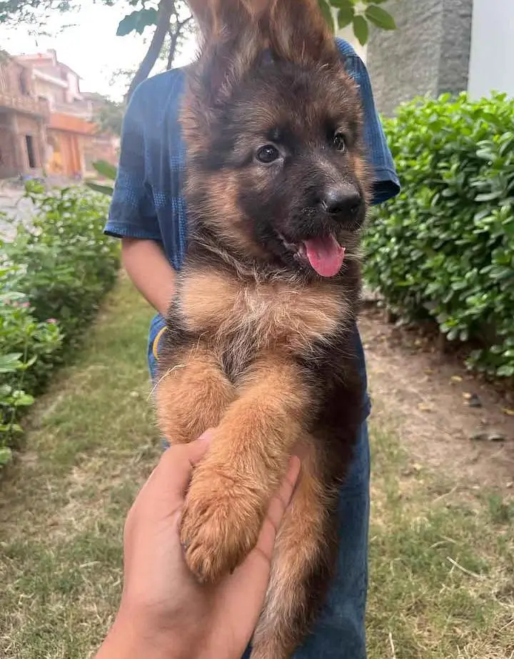 German Shepherd Puppy Long Coat — photo 2