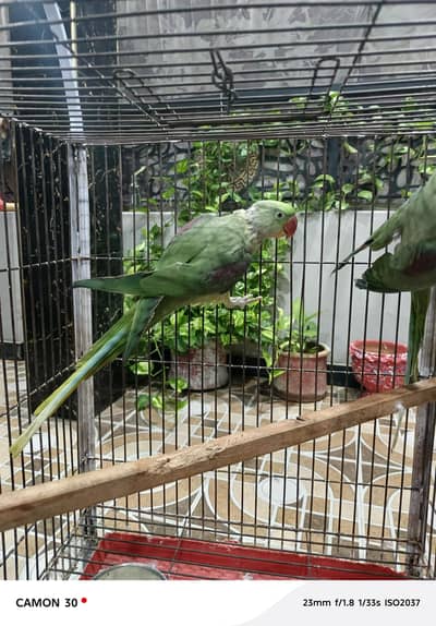 green raw pair