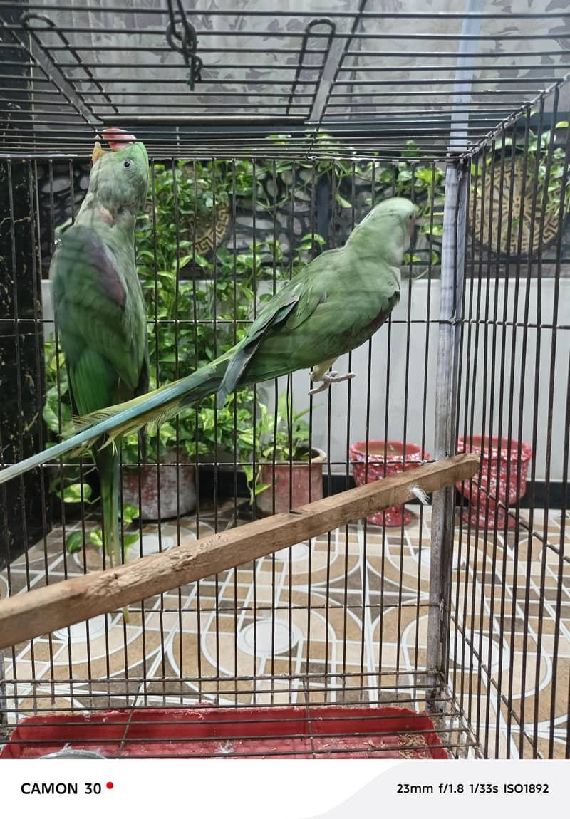 green raw pair 1