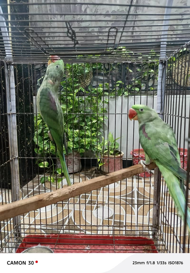 green raw pair 2