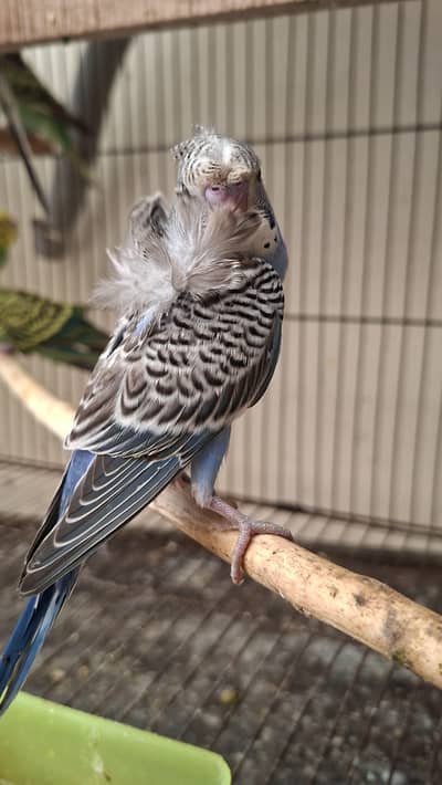 hogoromo double flower budgie