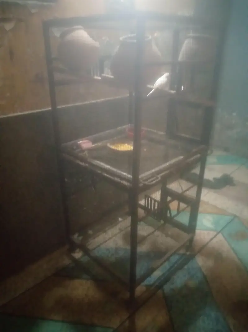 pengra or parrats frohat karnay ha — photo 2