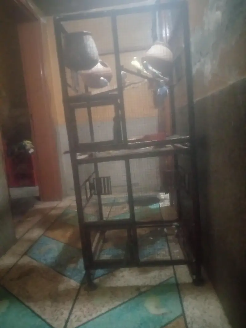 pengra or parrats frohat karnay ha — photo 3