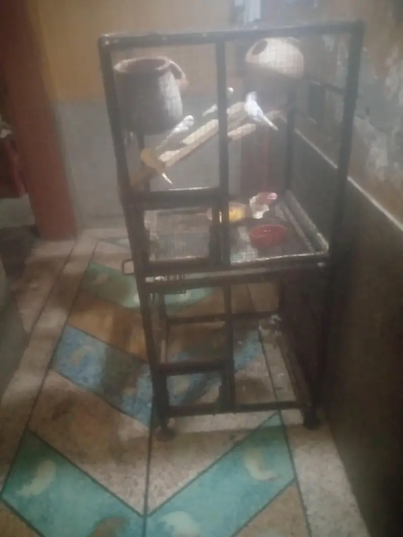 pengra or parrats frohat karnay ha — photo 9