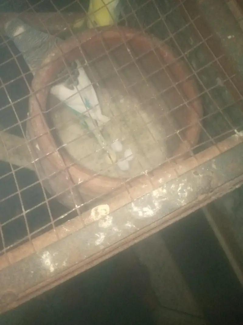 pengra or parrats frohat karnay ha — photo 10