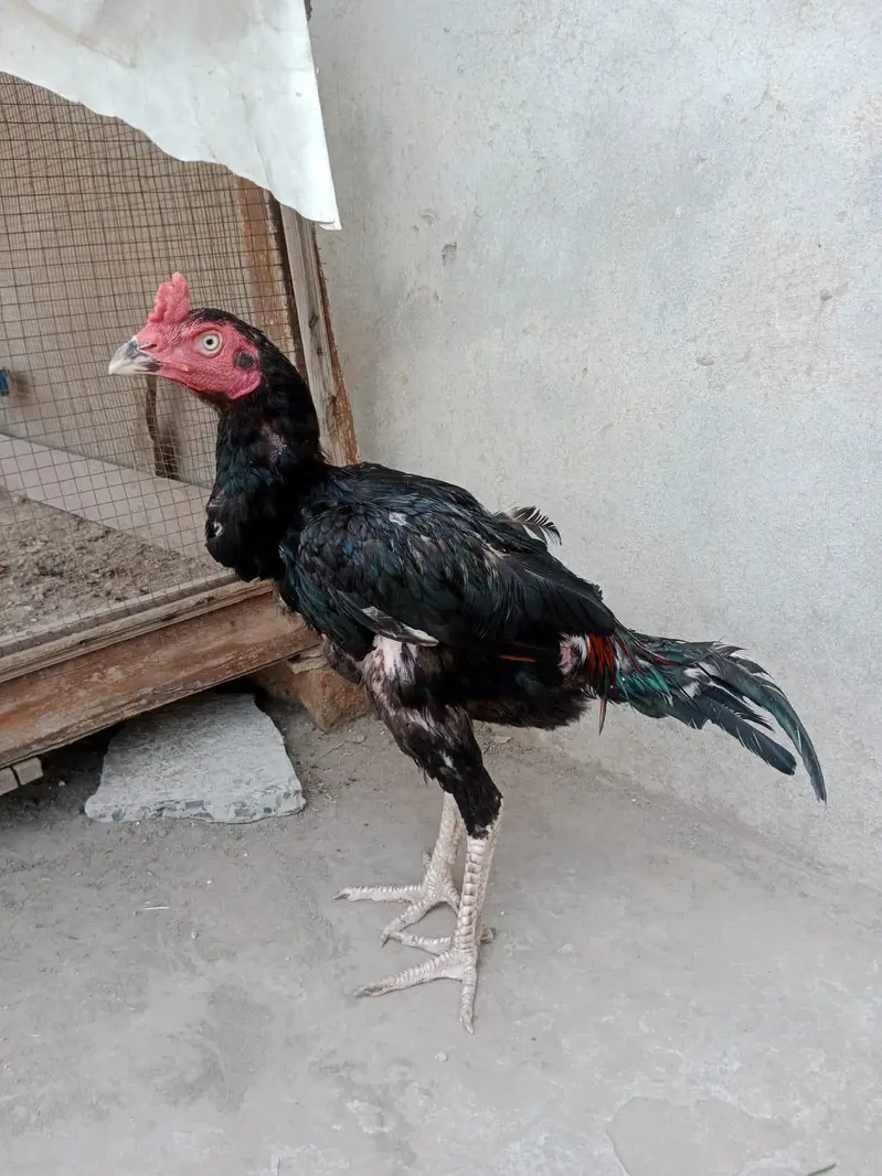 Aseel patha — photo 2