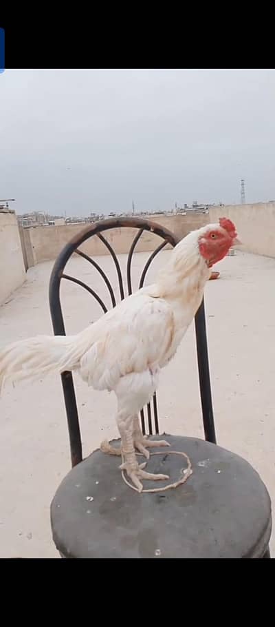 Aseel Heera murga for sale for suitable price.