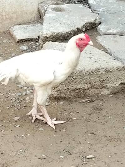 heera
