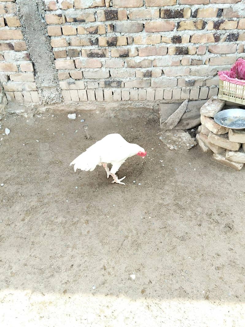 heera 1