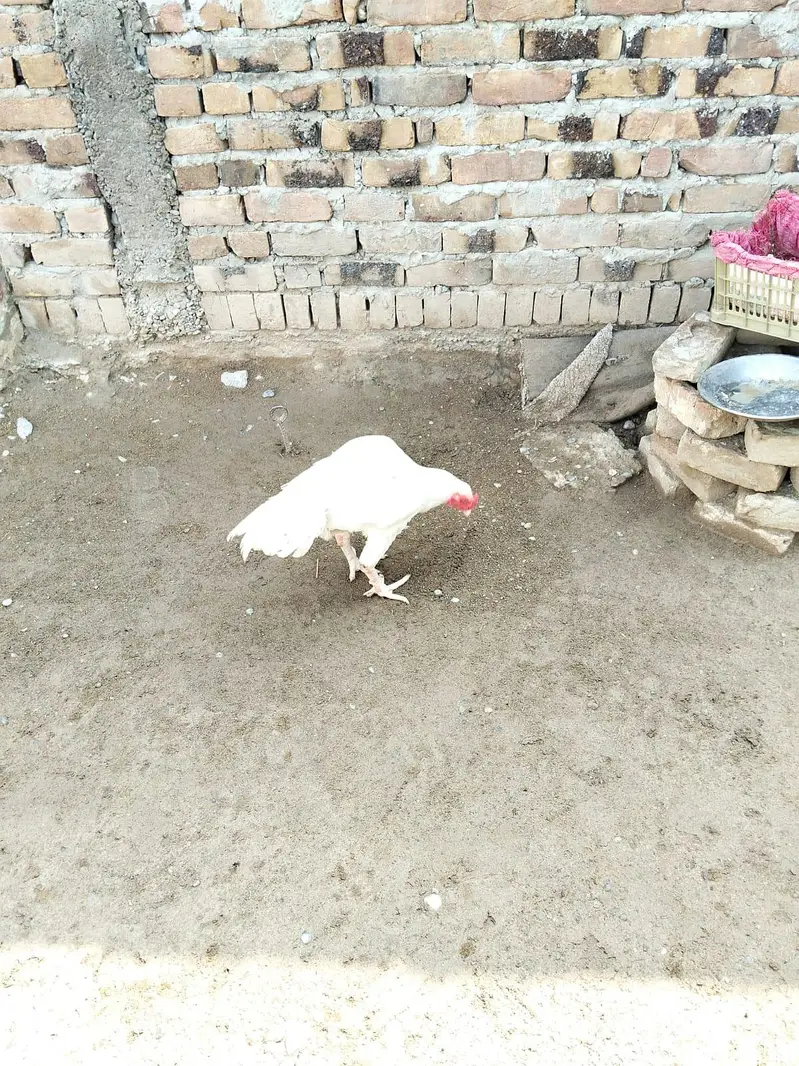 heera — photo 2