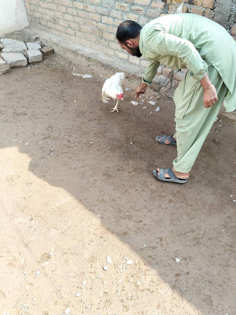 heera 2