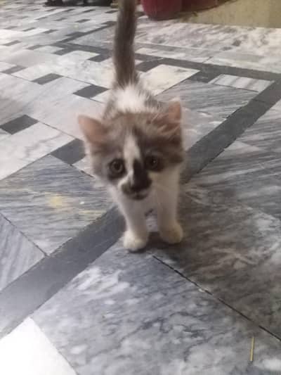 Triple coated persian kitten for sale WhatsApp 03035740246