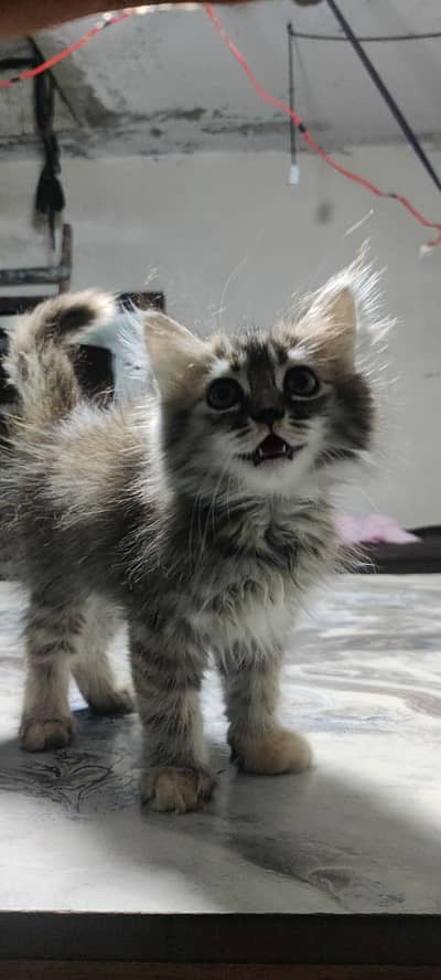 cat fur sale