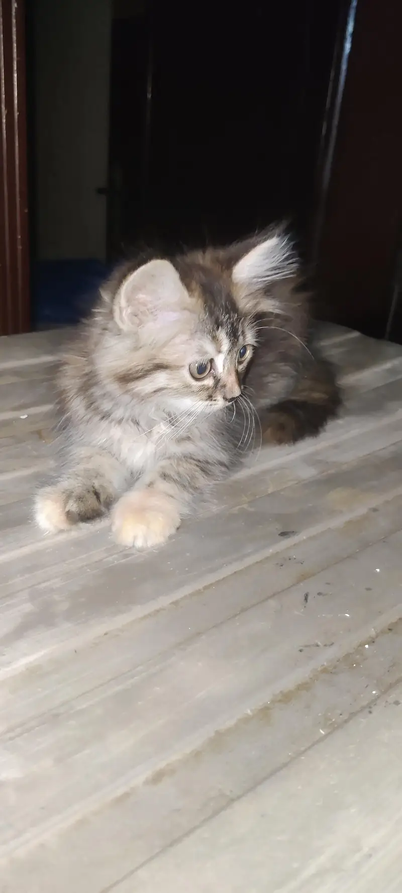 cat fur sale — photo 2