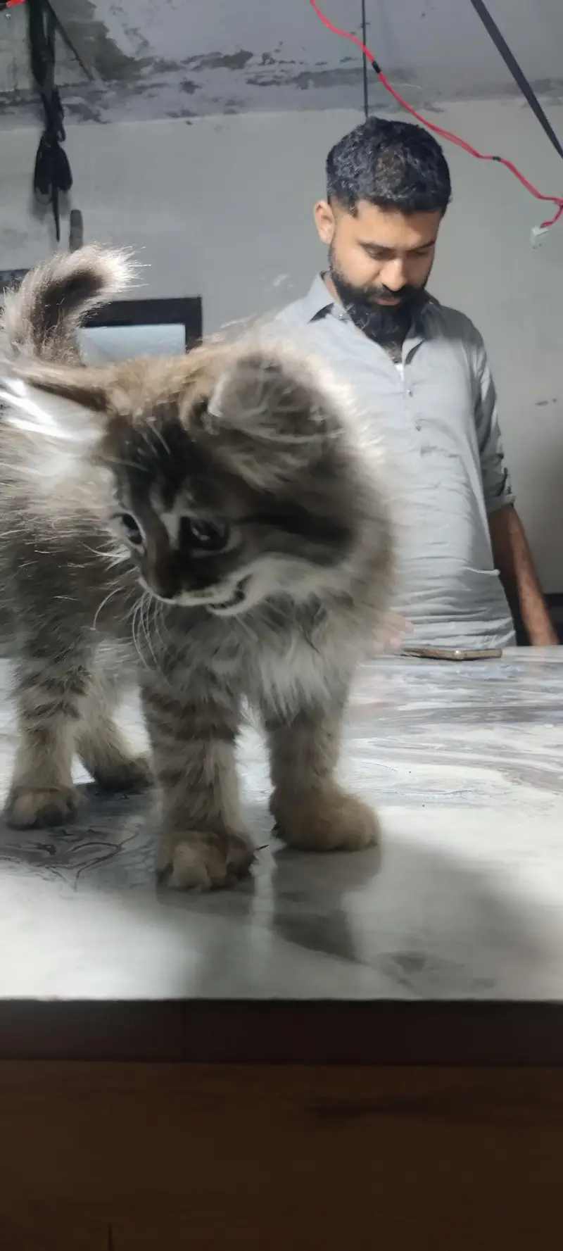 cat fur sale — photo 3