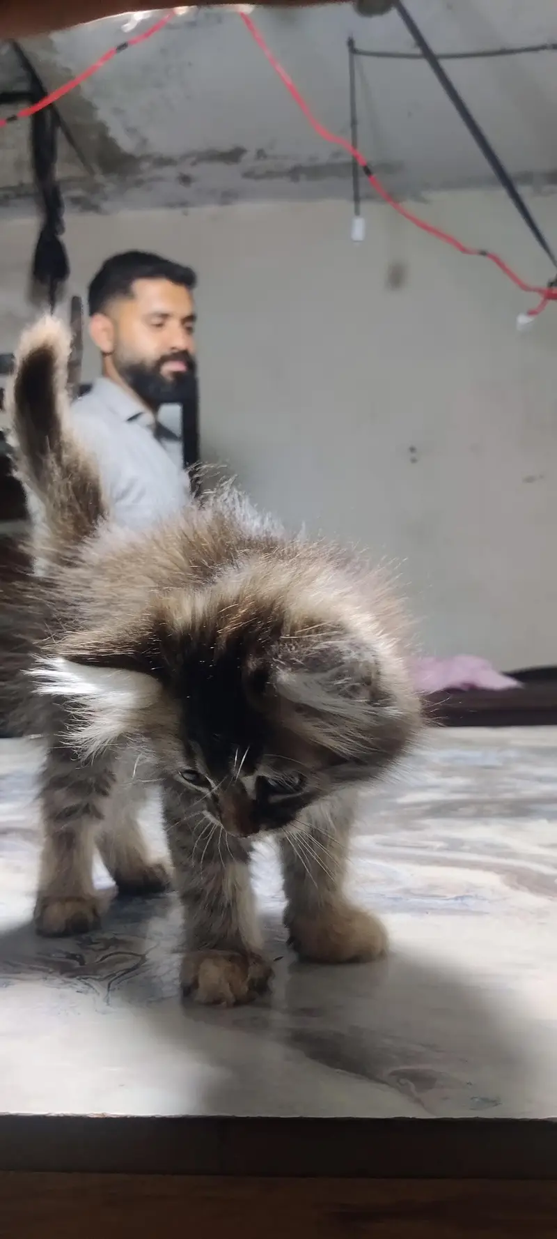 cat fur sale — photo 4