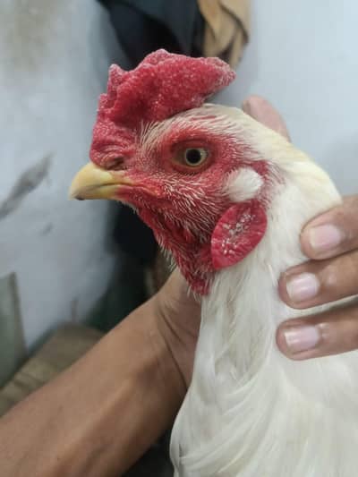 mianwali aseel peir white Heera pair