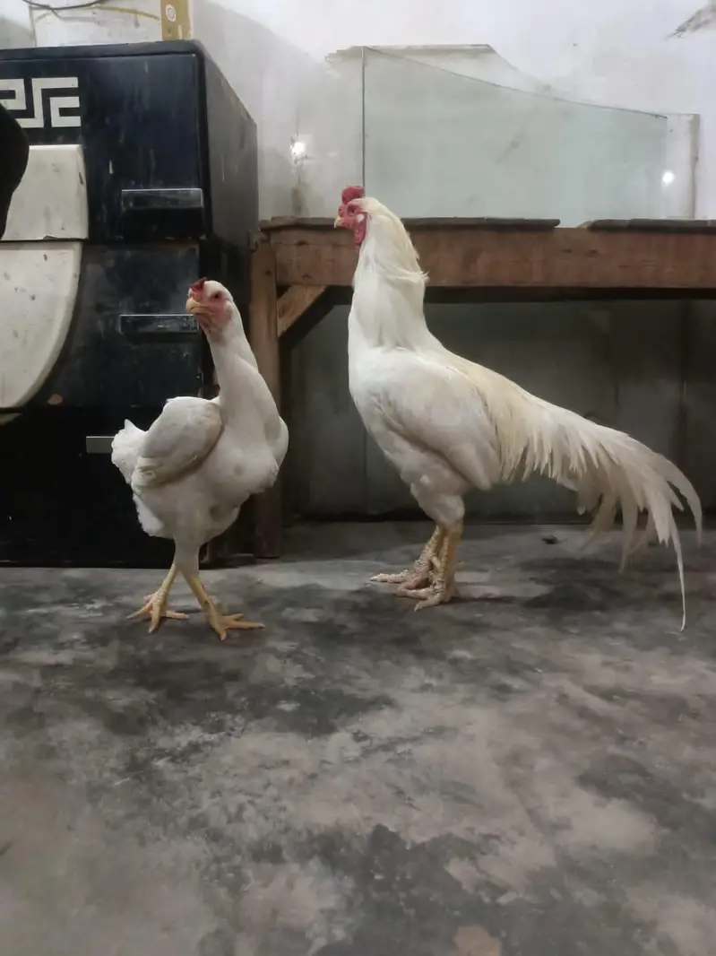 mianwali aseel peir white Heera pair — photo 2
