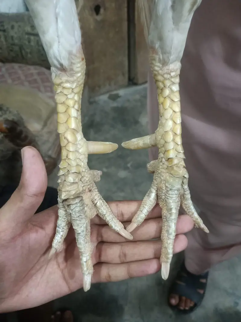 mianwali aseel peir white Heera pair — photo 3