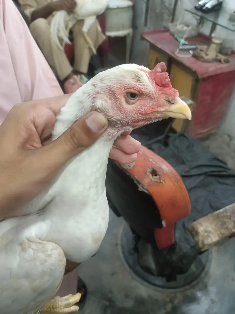 mianwali aseel peir white Heera pair — photo 4