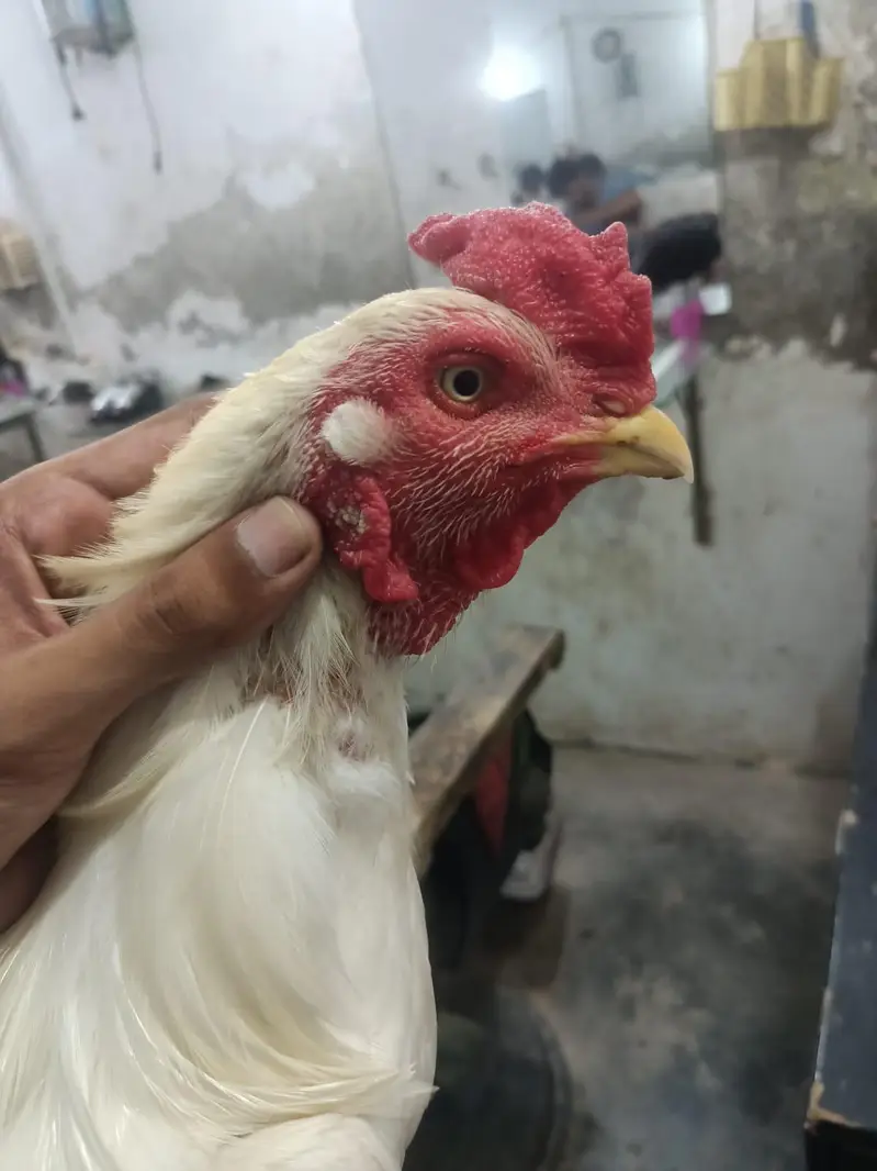 mianwali aseel peir white Heera pair — photo 5