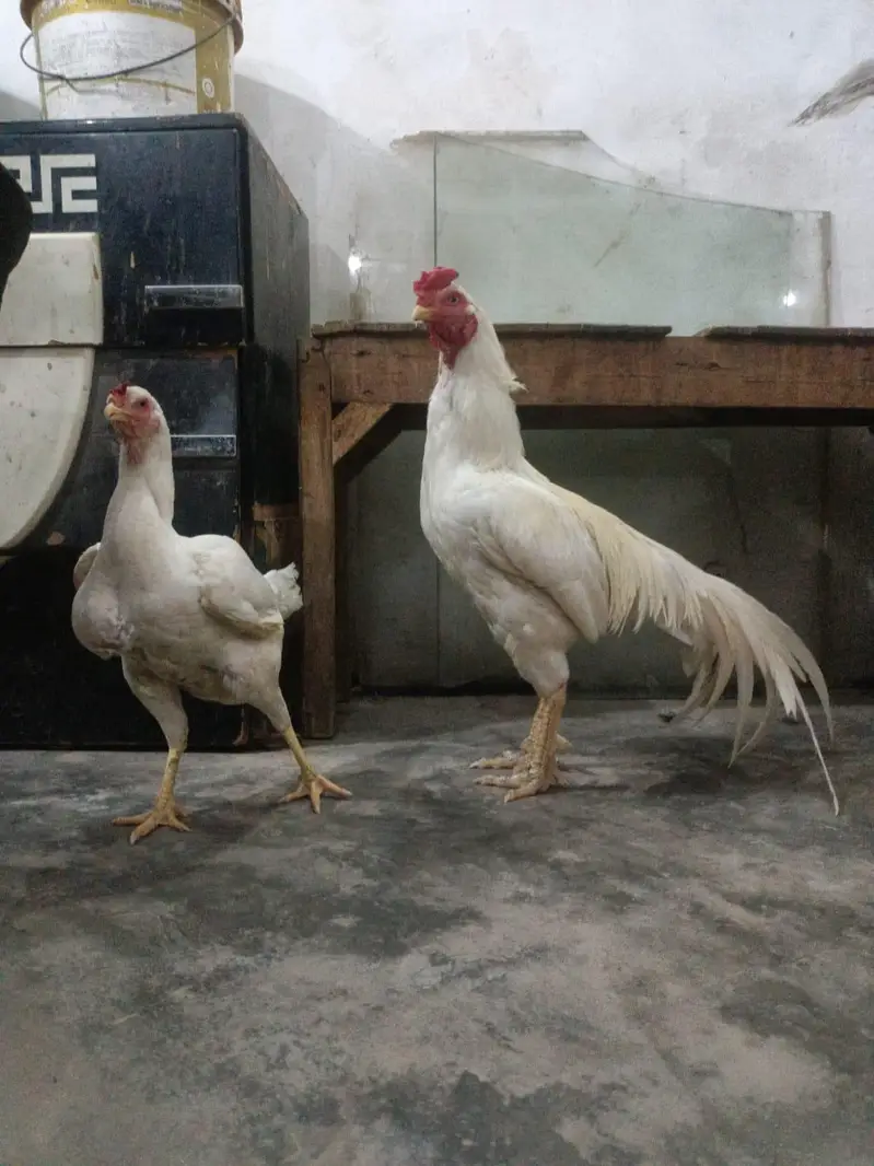 mianwali aseel peir white Heera pair — photo 6