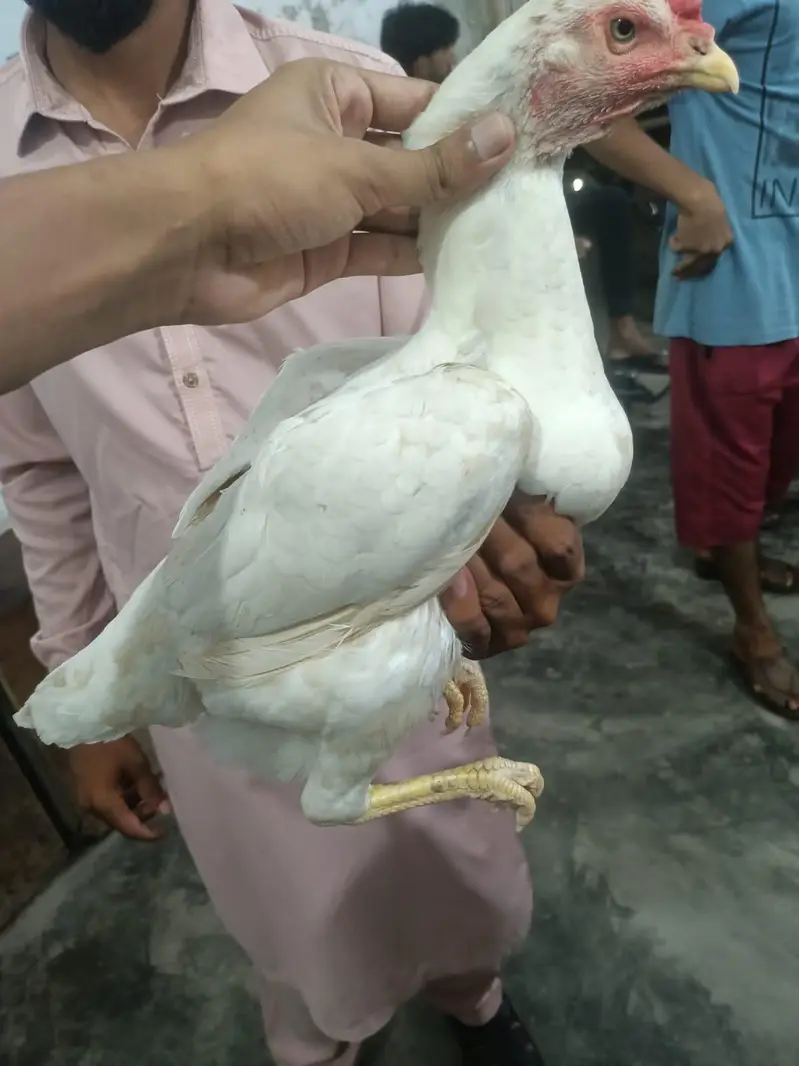 mianwali aseel peir white Heera pair — photo 7