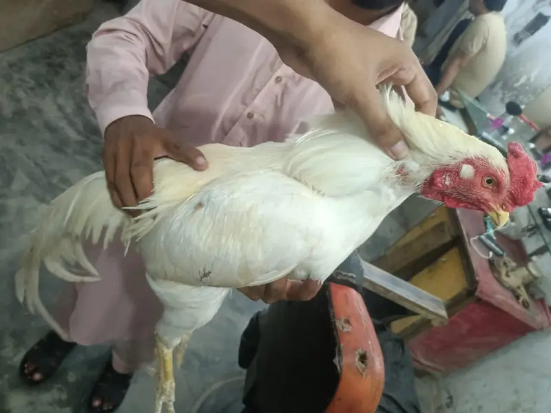 mianwali aseel peir white Heera pair — photo 8
