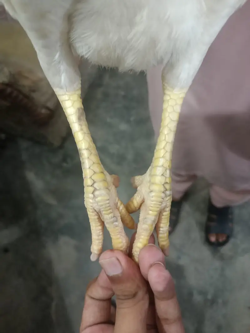 mianwali aseel peir white Heera pair — photo 9