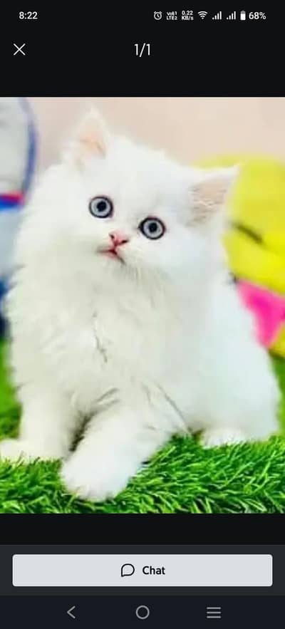 Persian kittens for sale