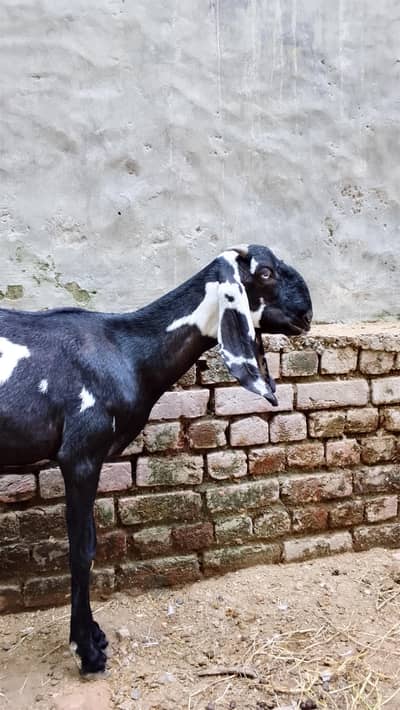 Healthy & Beautiful Large Goat for Sale – Long Ears, Good Body