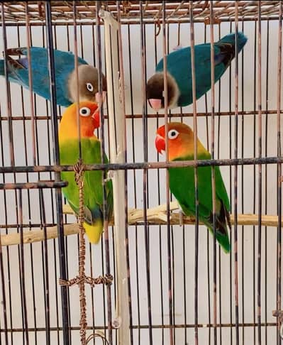 4 pice love birds for sale