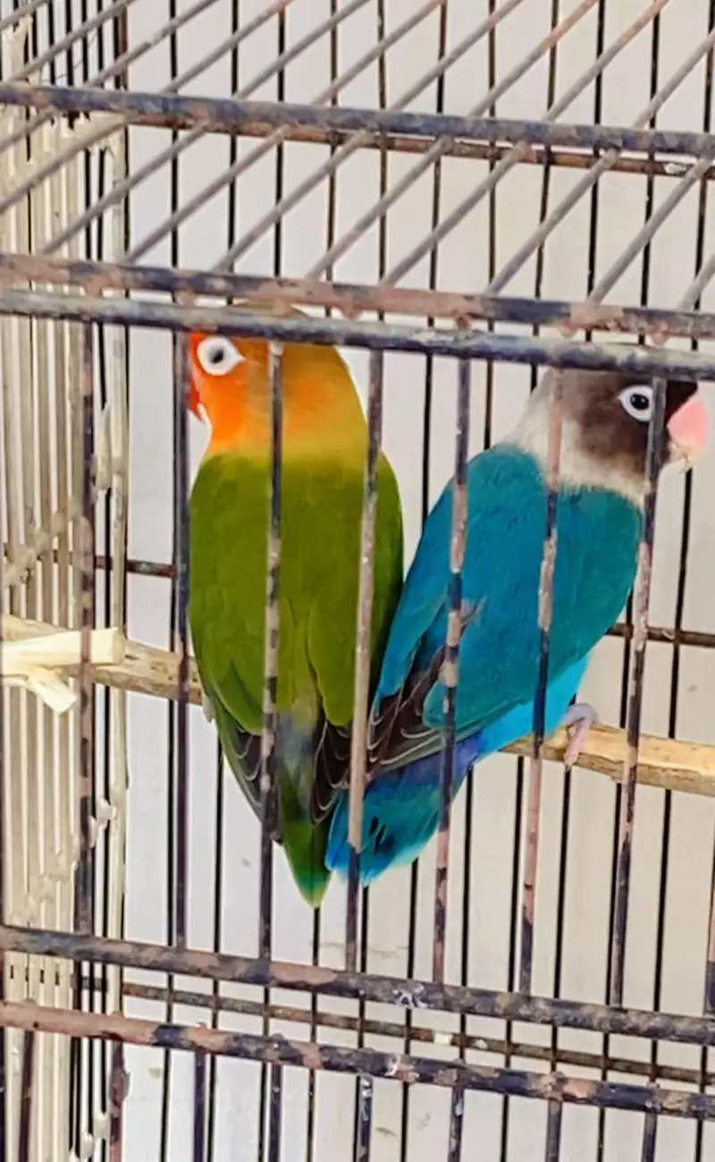 4 pice love birds for sale — photo 2