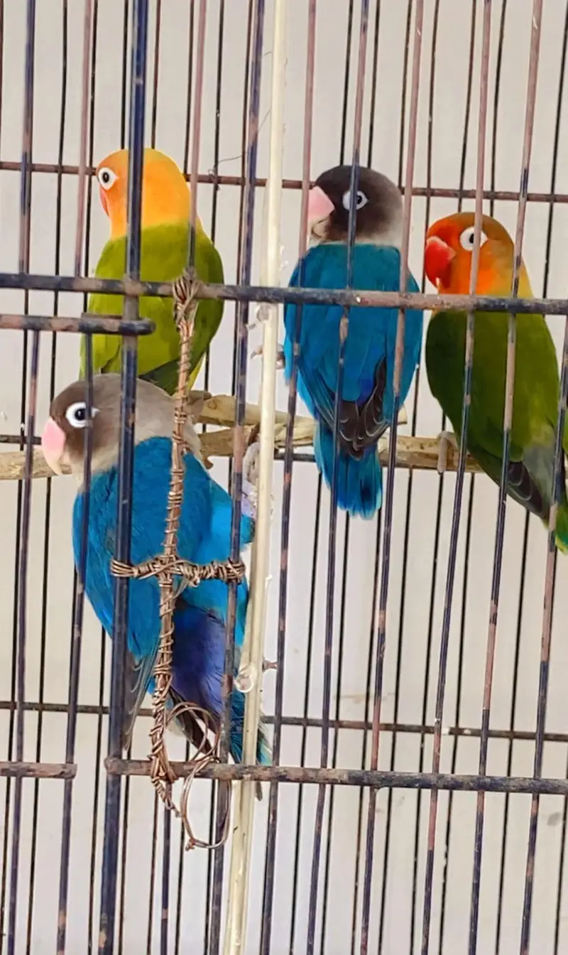 4 pice love birds for sale — photo 3