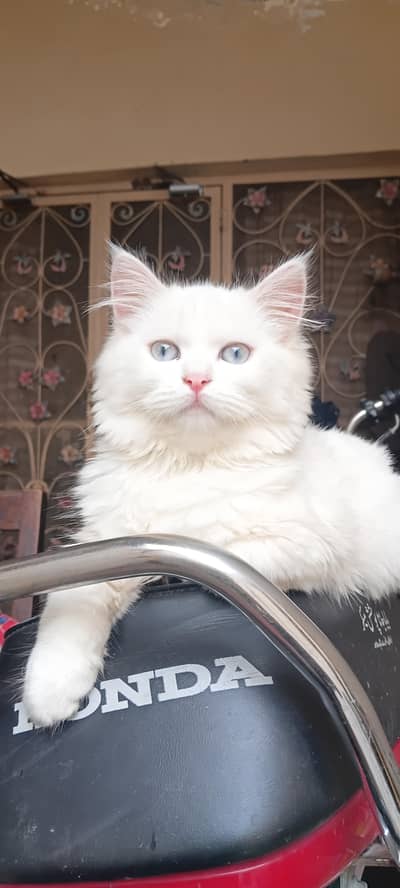 persian Turkish angora