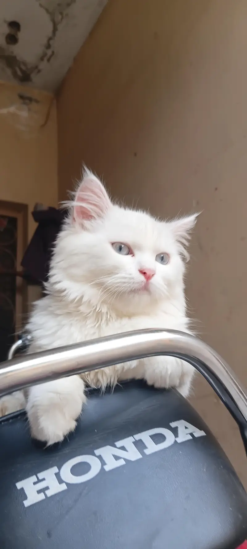 persian Turkish angora — photo 2