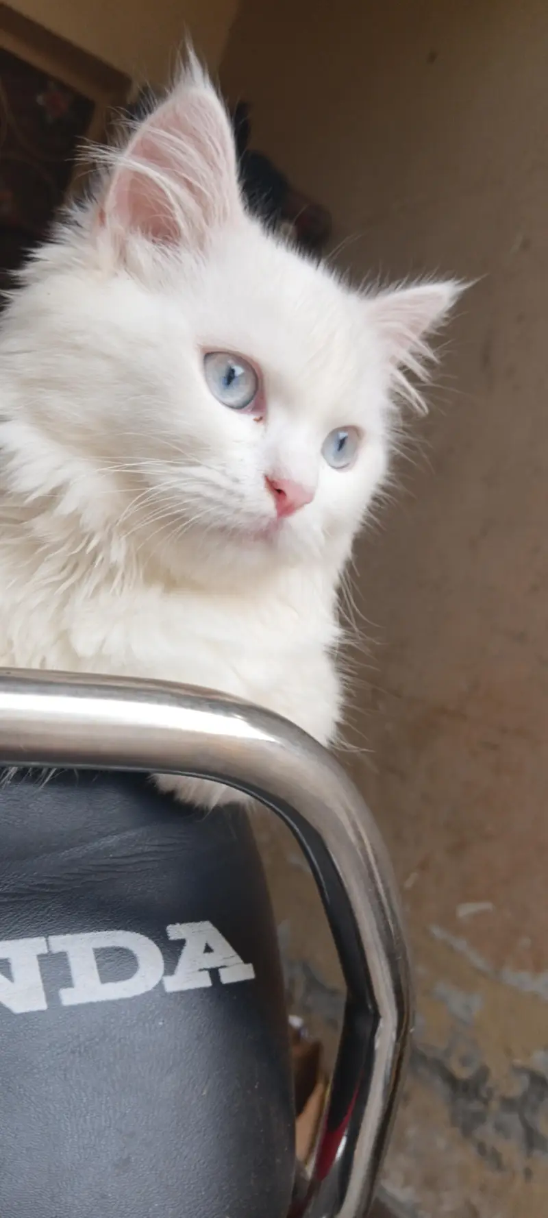 persian Turkish angora — photo 3