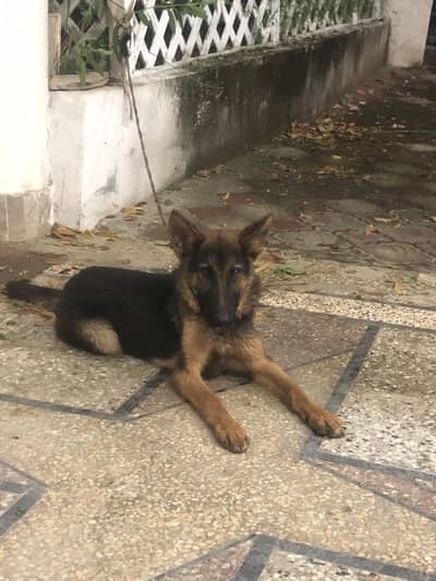 Pure german shapherd Female