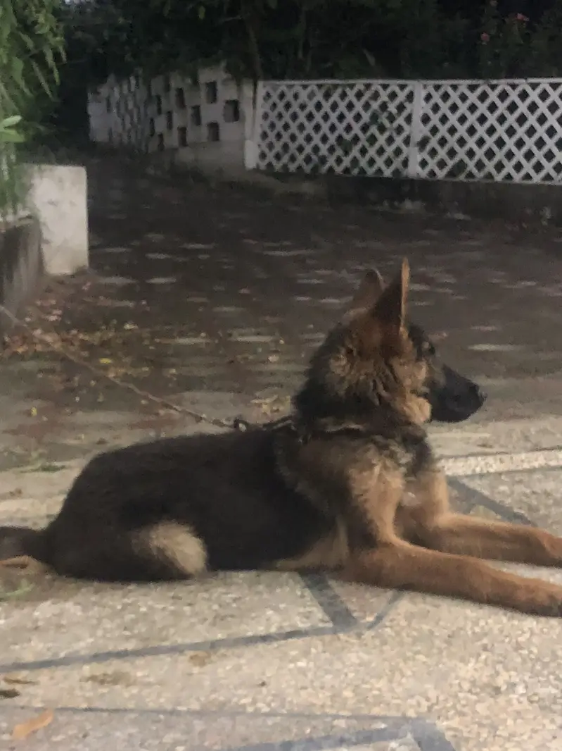 Pure german shapherd Female — photo 2