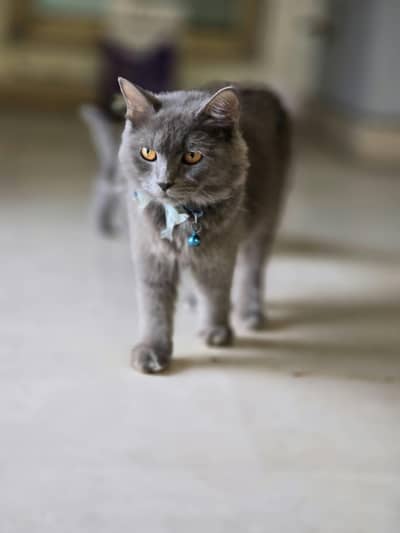 Beautiful Cat Family For Sale (Mother + Adorable Kittens) 