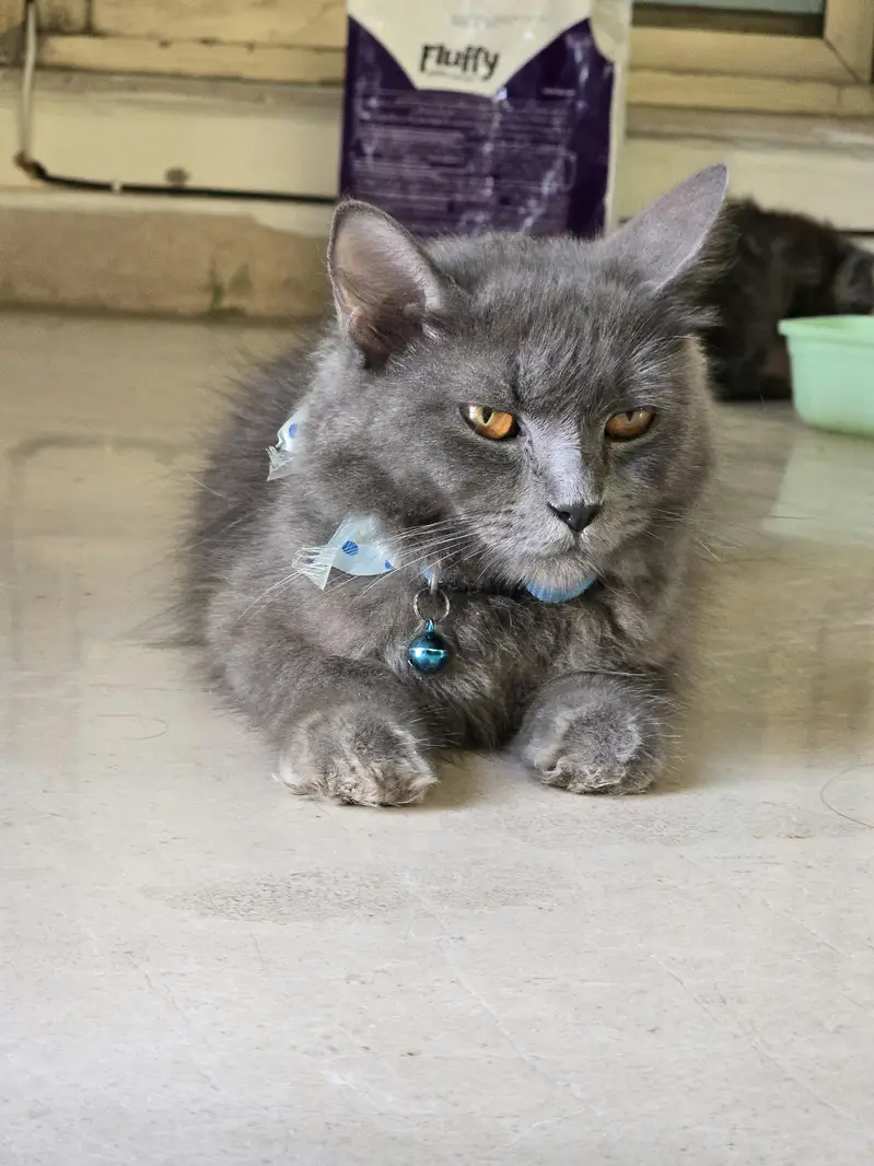 Beautiful Cat Family For Sale (Mother + Adorable Kittens)  — photo 2